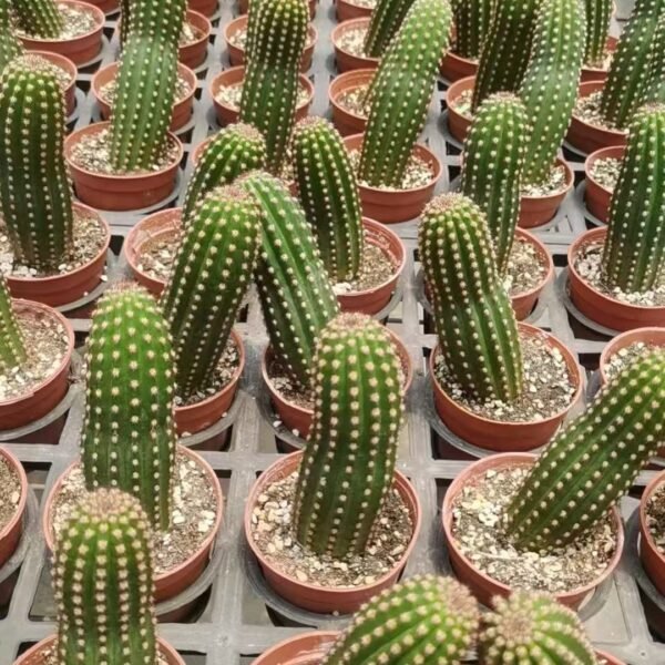 033. 033Mammillaria ‘Lucky Crown’