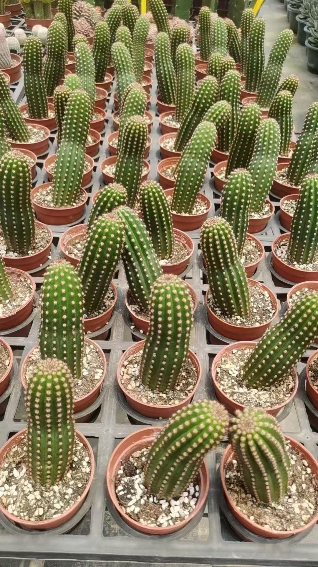 033Mammillaria20Lucky20Crown.jpg