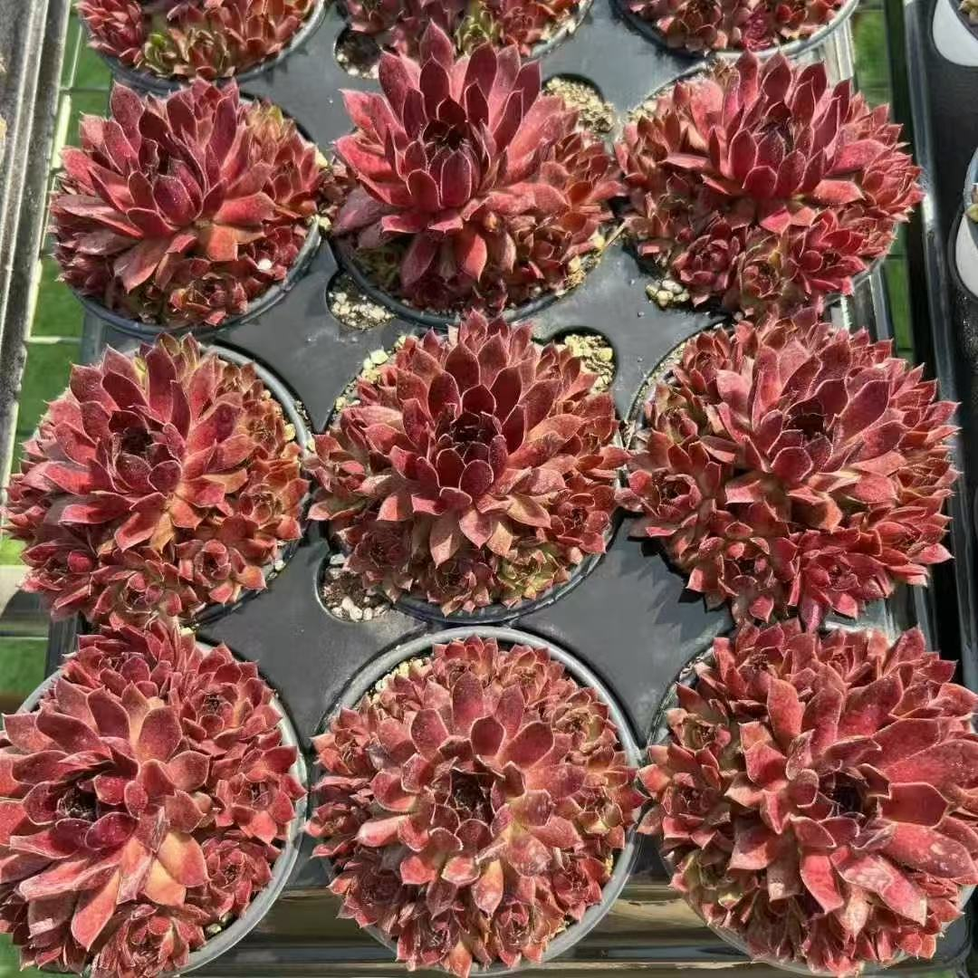 033Sempervivum20Pacific20Red20Rose.png