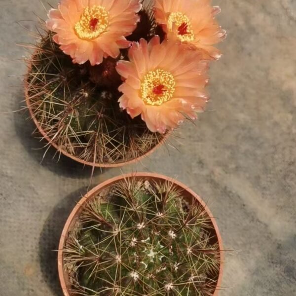 035. 034Mammillaria ‘Tornado’