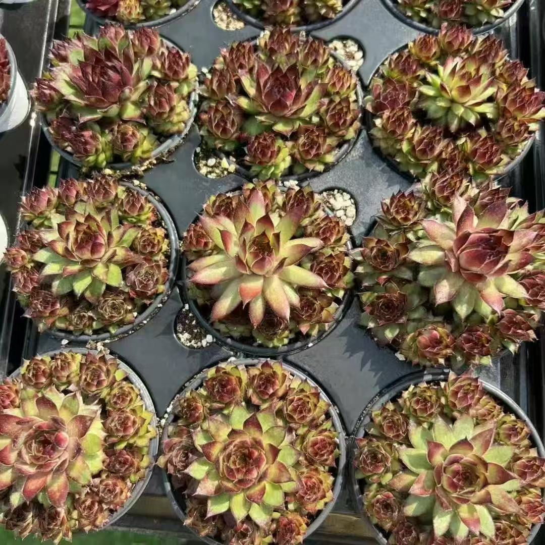 002. 034Sempervivum ‘Dark Night Elf’
