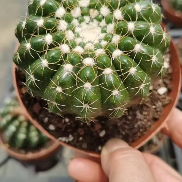 005. 035Mammillaria ‘Fish Scale’