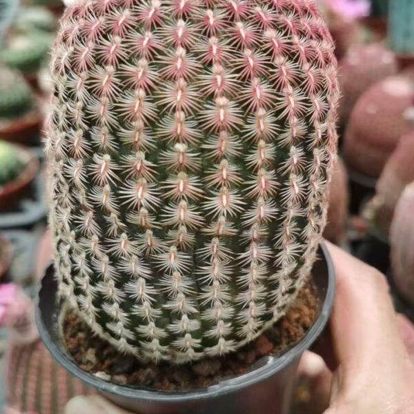 034. 036Astrophytum ‘Cactus Mirror’