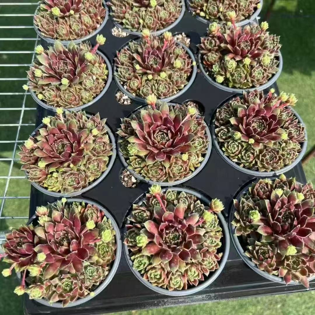 061. 036Sempervivum ‘Multicrown Hint’