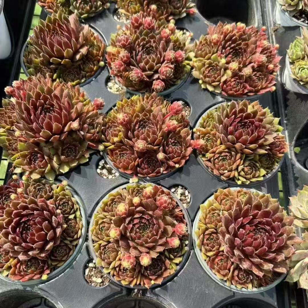 032. 037Sempervivum ‘Brunette Harbor’