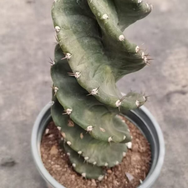014. 038Gymnocalycium ‘Red Ball’