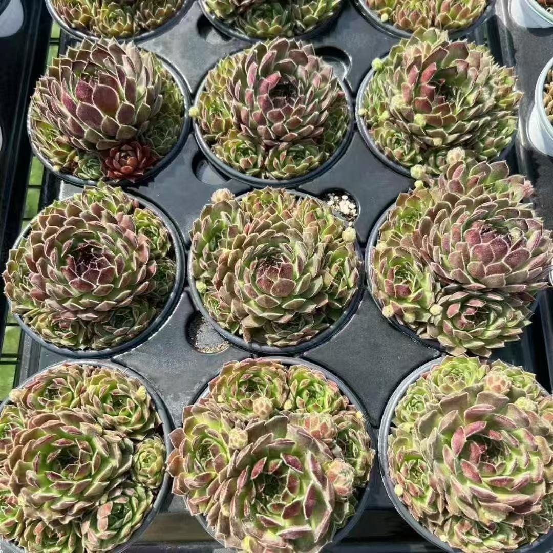 031. 038Sempervivum ‘Big Rhubarb Crumble’