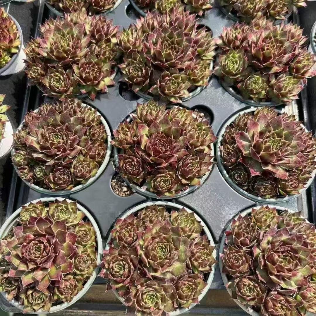 040Sempervivum20Whirlpool.jpg