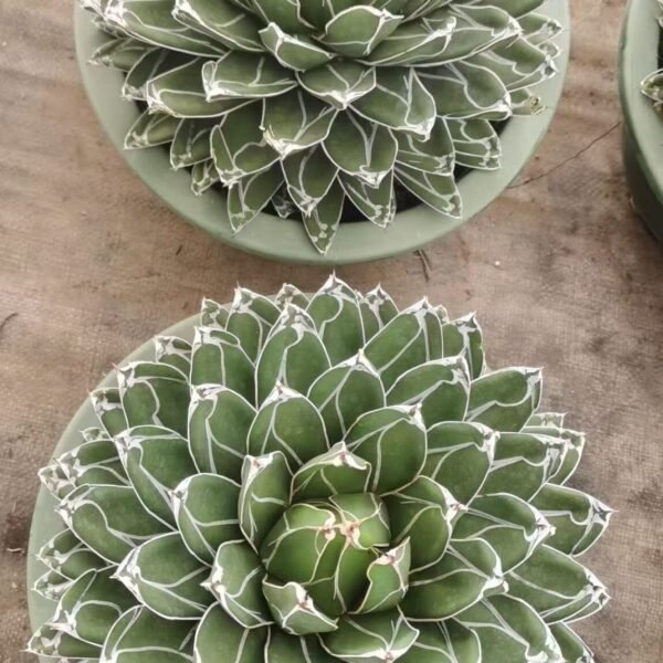 013. 041Astrophytum myriostigma