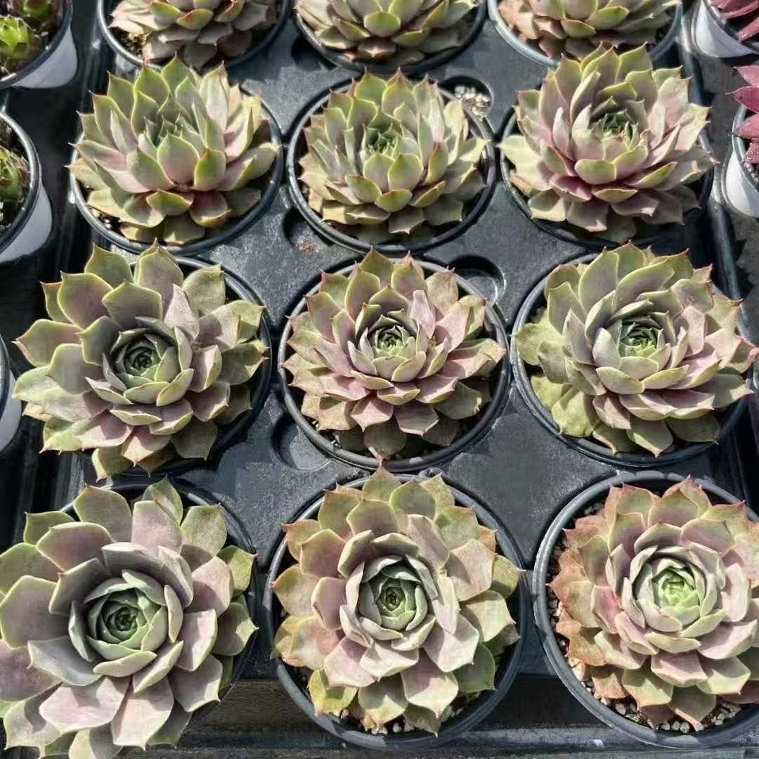 014. 041Sempervivum ‘Euro Lilac Time’
