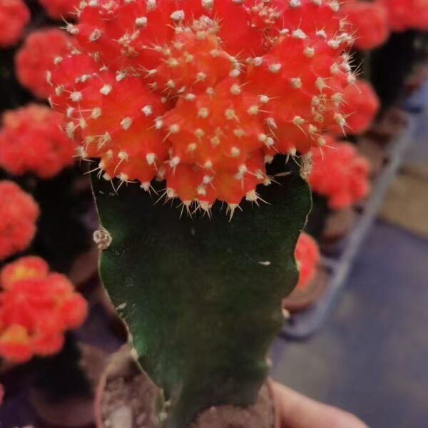 059. 042Euphorbia trigona