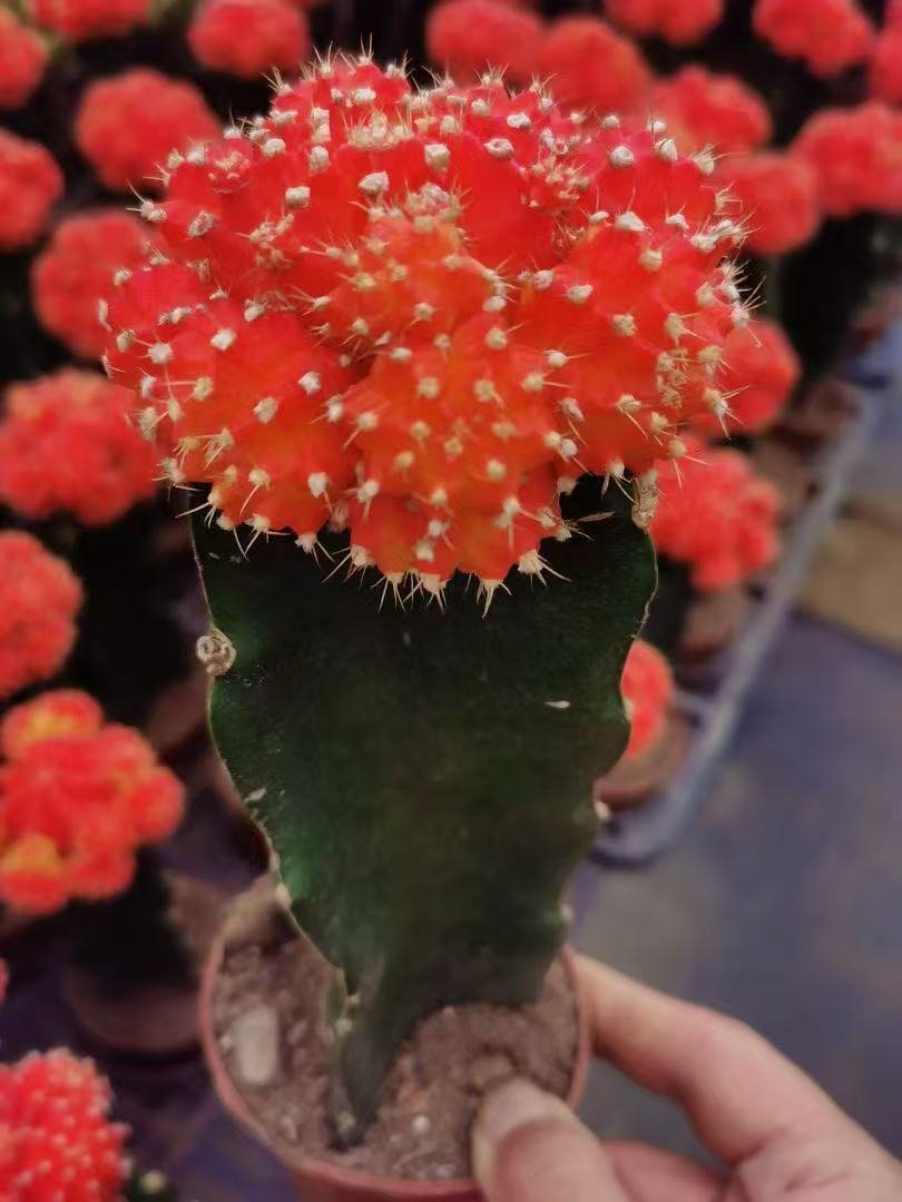 042Euphorbia20trigona.jpg