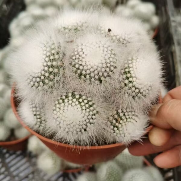 024. 043Astrophytum myriostigma