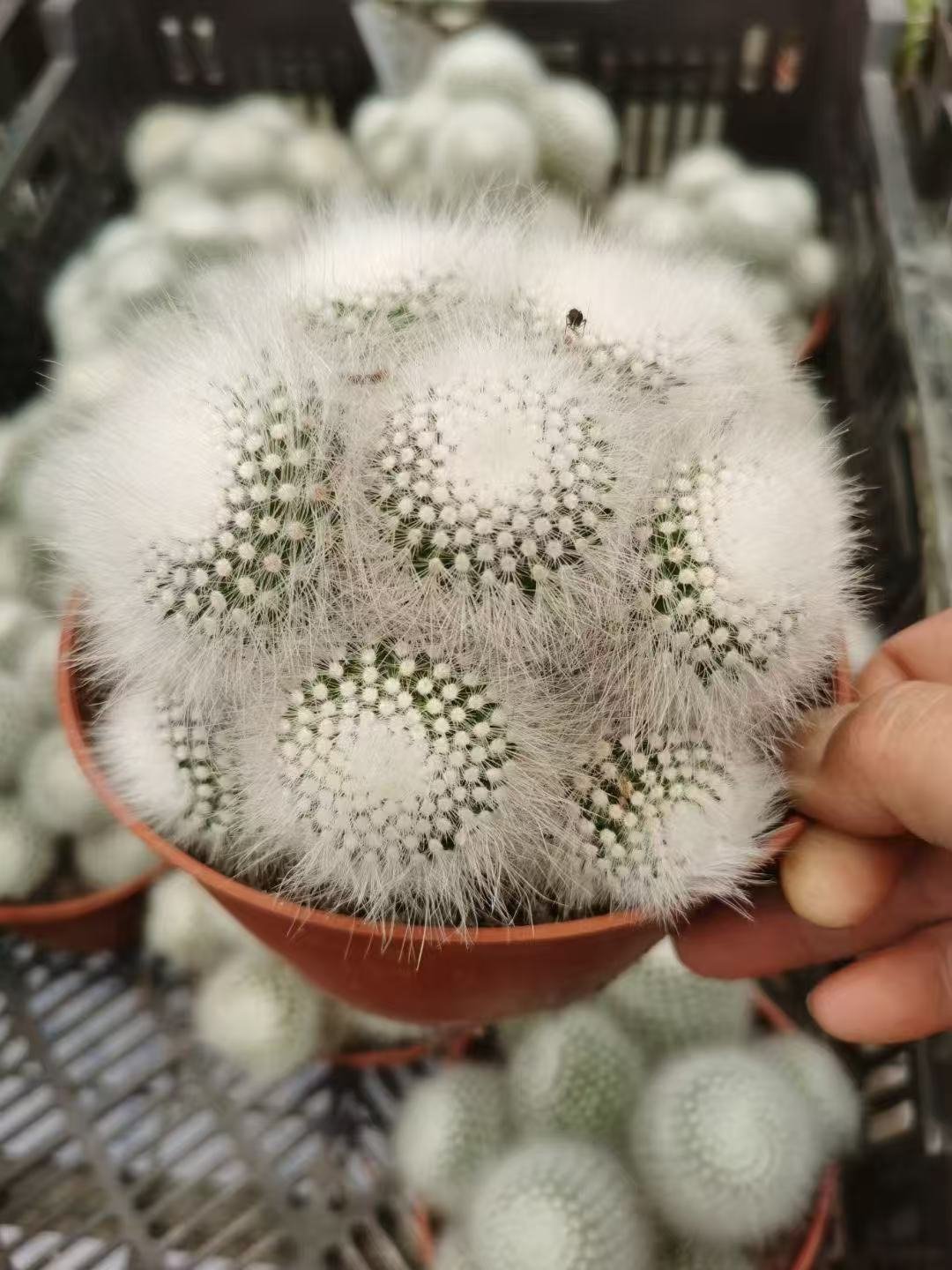 043Astrophytum myriostigma 'R艒rai'