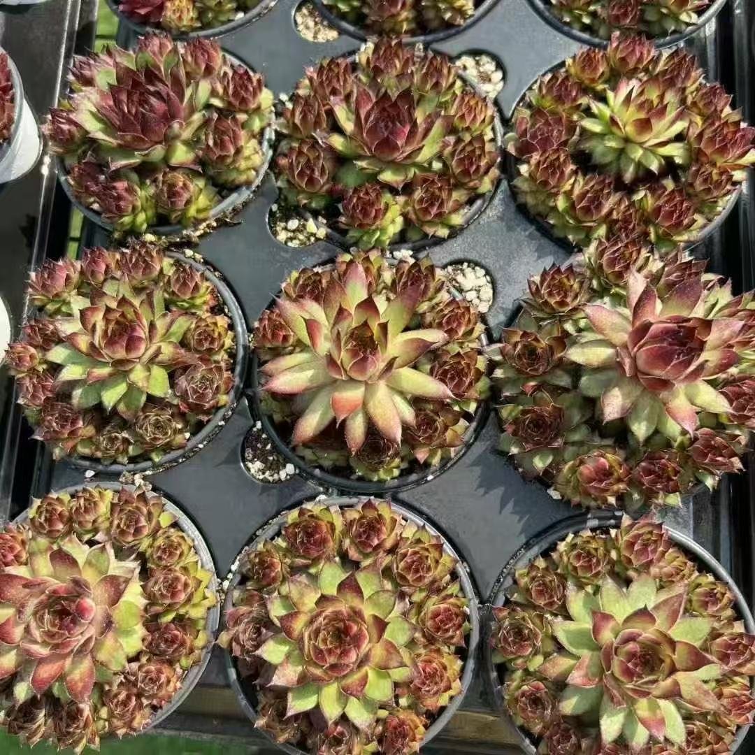 016. 043Sempervivum ‘Dark Night Elf DE’