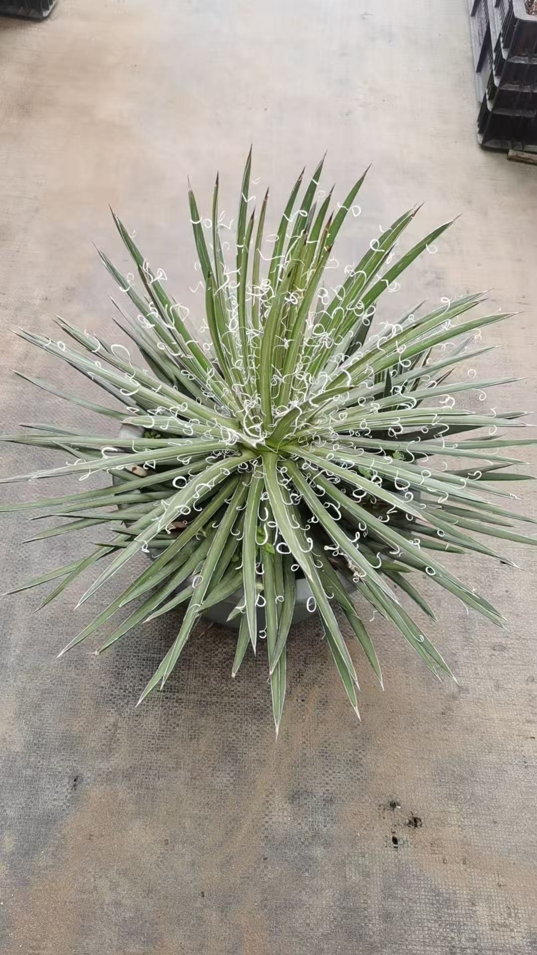 044Astrophytum myriostigma 'H艒rai'