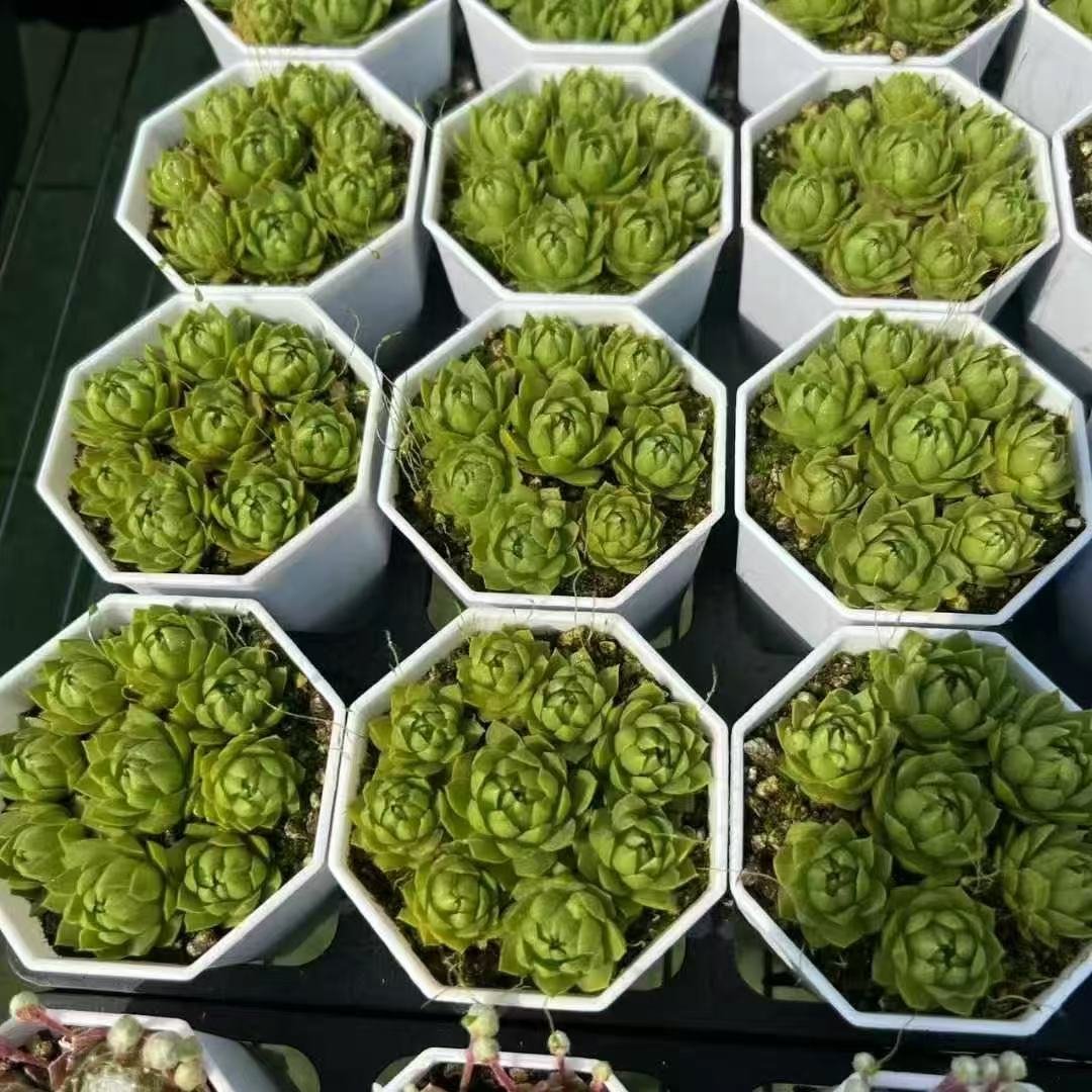 044Sempervivum20Jade20Queen.jpg