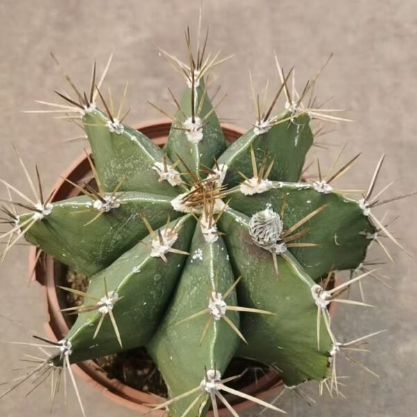 019. 045Gymnocalycium