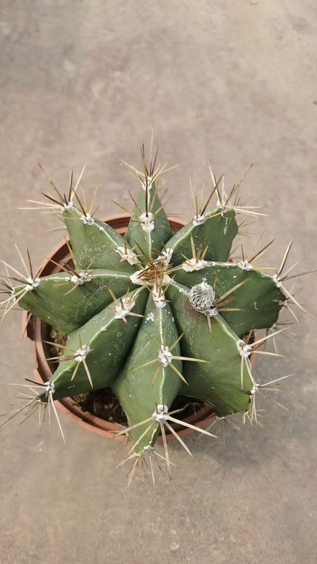 045Gymnocalycium 'Momotar艒'