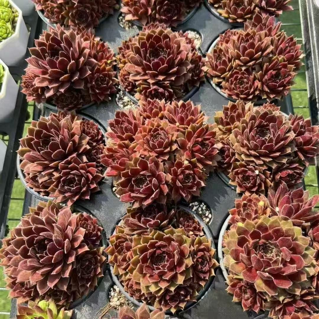 029. 045Sempervivum ‘Teufel’