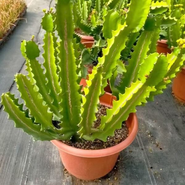 018. 046Myrtillocactus ‘Rainbow Tower’