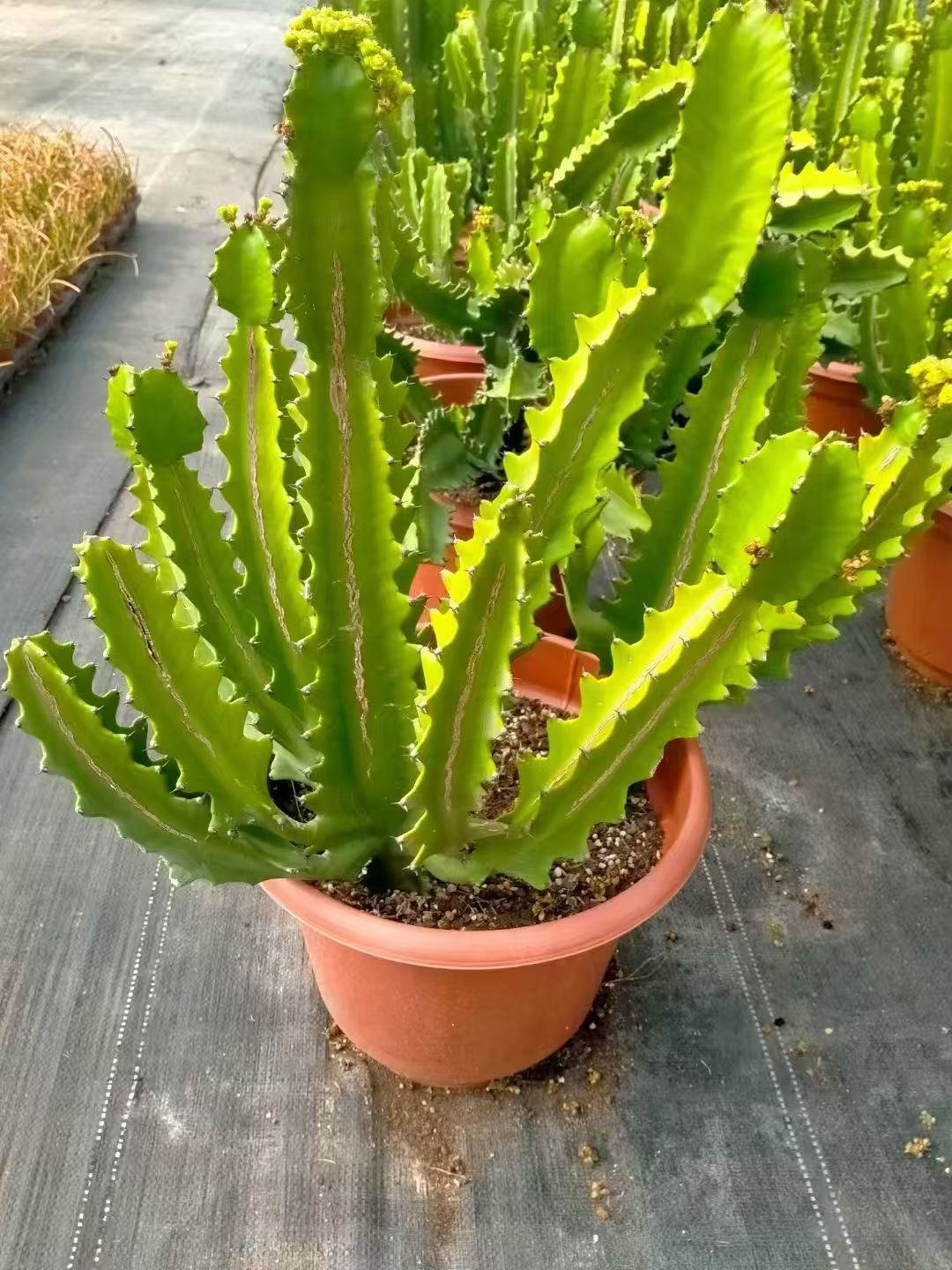 046Myrtillocactus20Rainbow20Tower.jpg