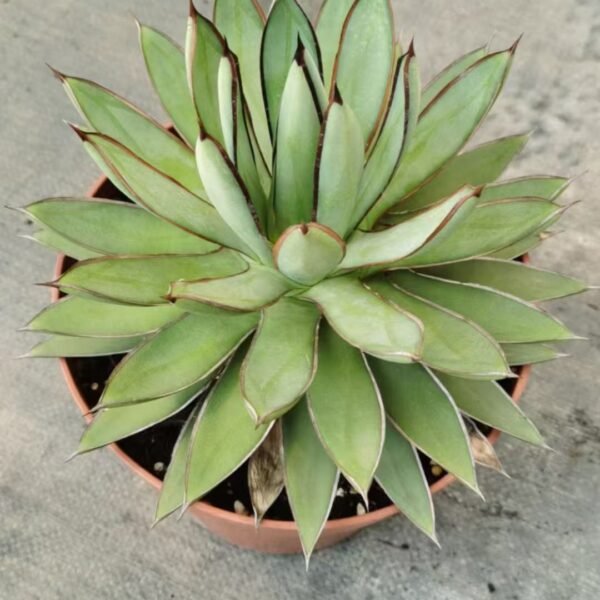 012. 047Astrophytum ornatum f. variegata