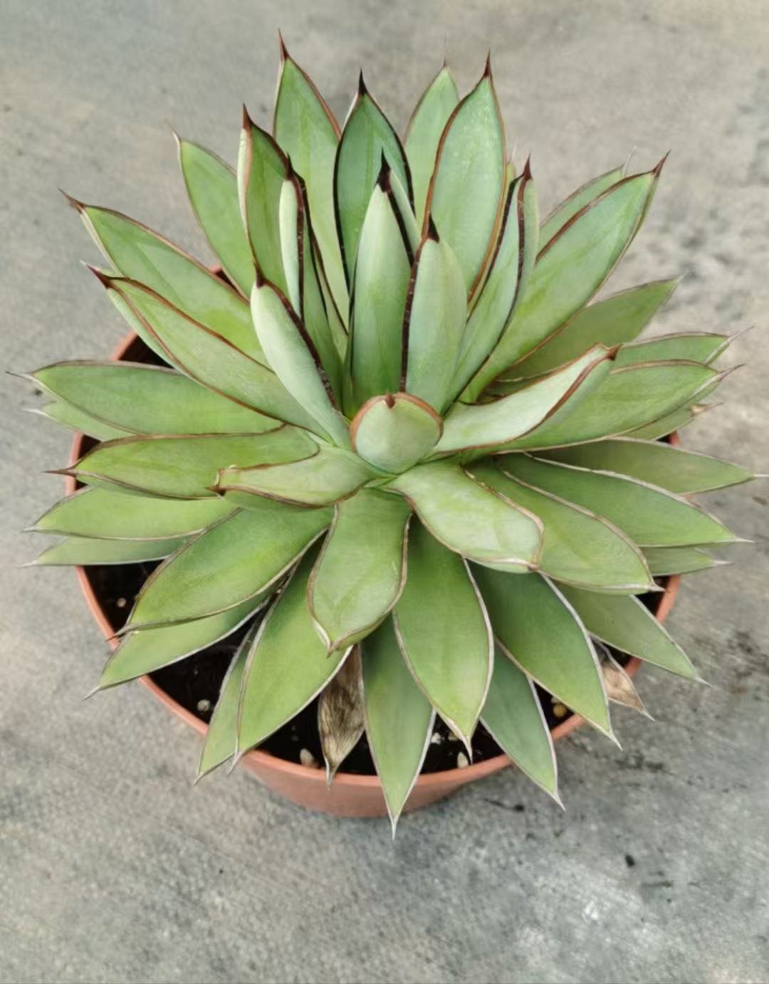 047Astrophytum20ornatum20f.20variegata.jpg