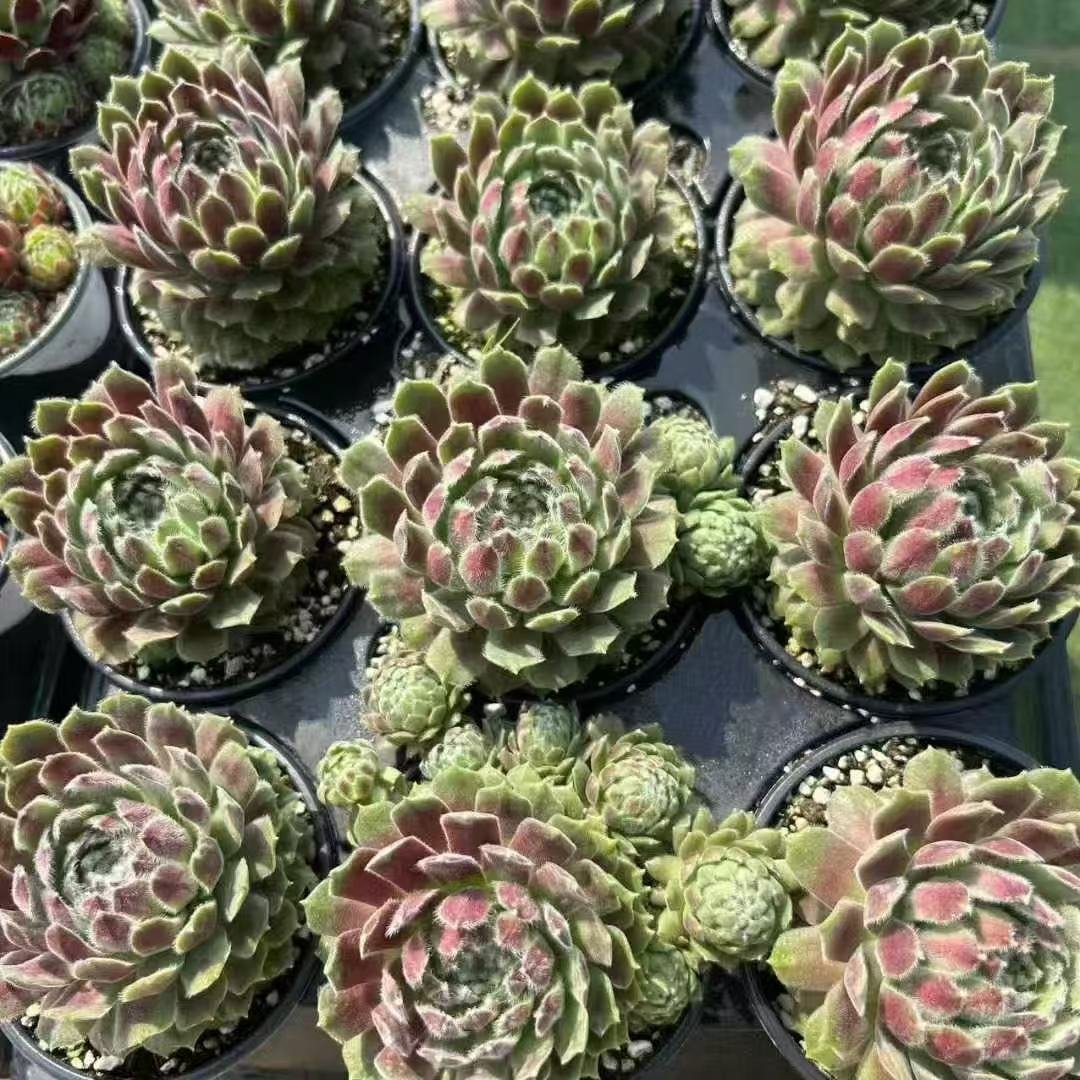 024. 047Sempervivum ‘Euro Heihei’