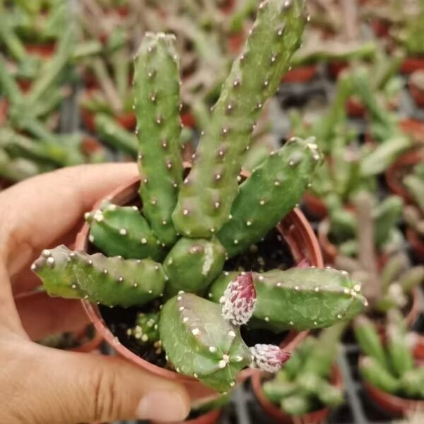 017. 049Astrophytum capricorne
