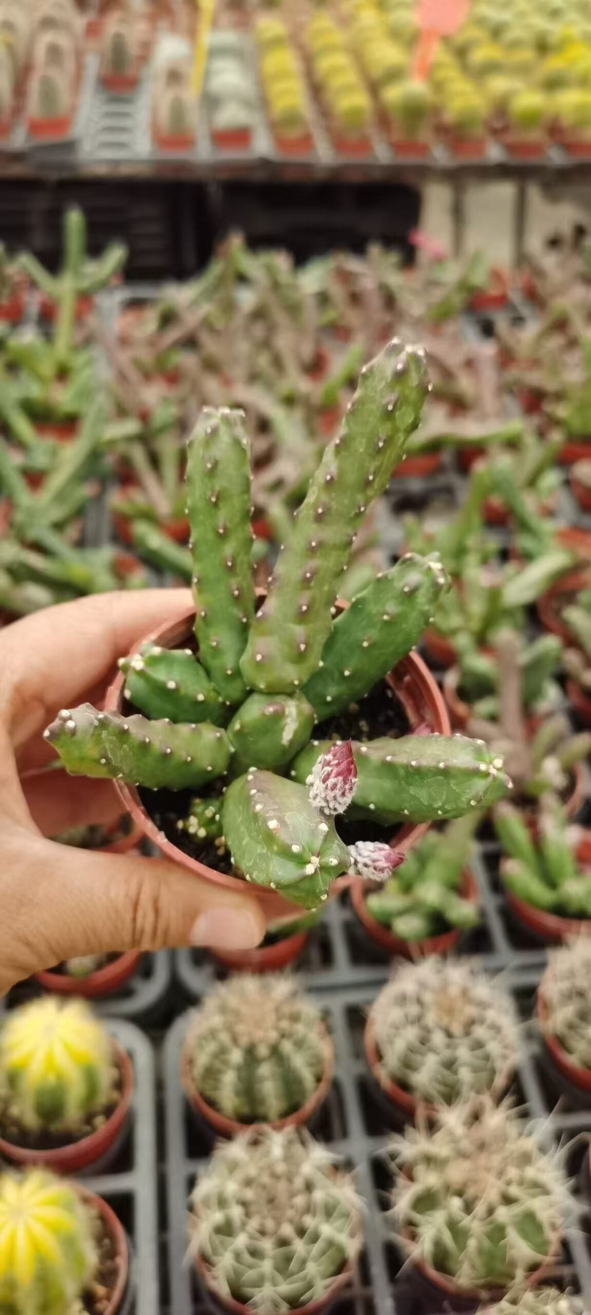049Astrophytum20capricorne.jpg