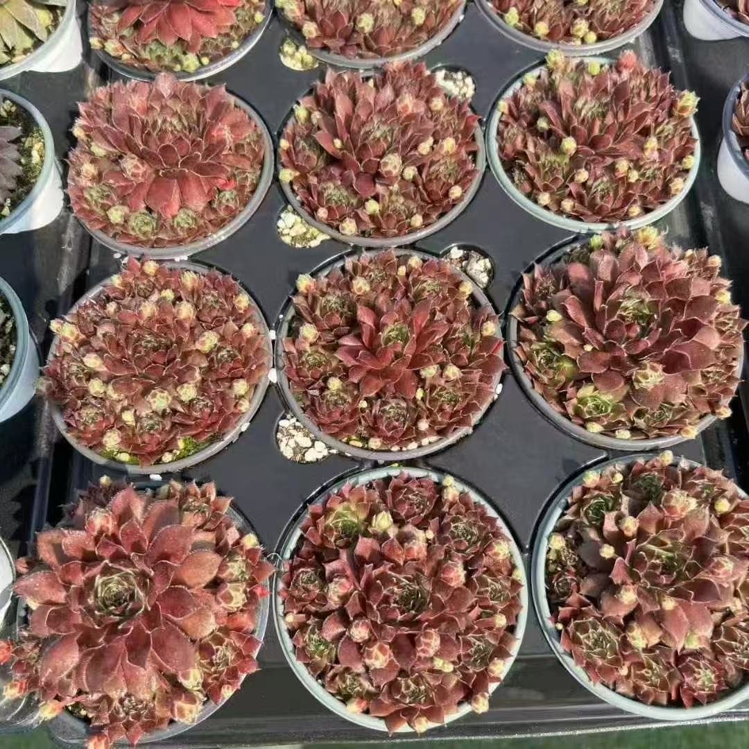 011. 049Sempervivum ‘For You’