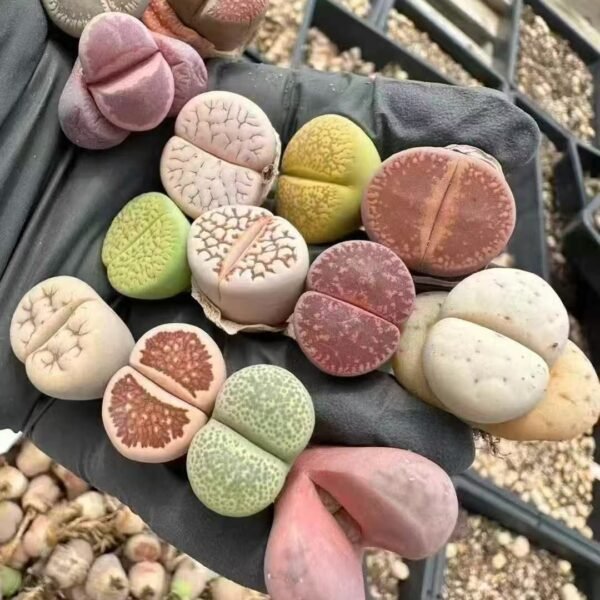 018. Lithops Mixed Single random