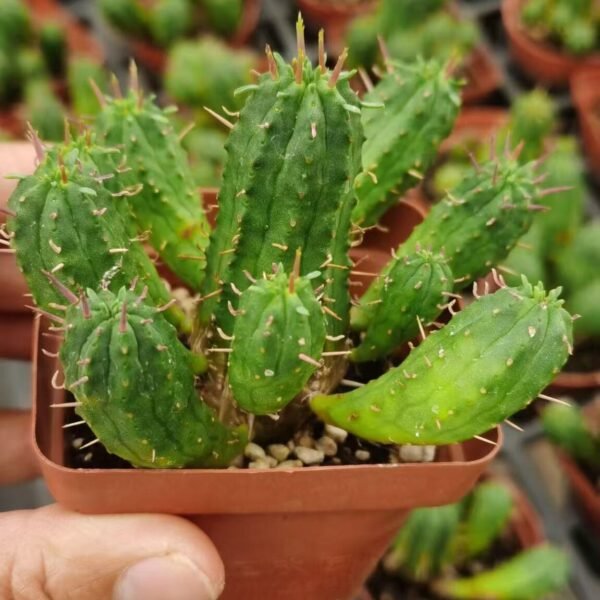 055. 050Cactaceae ‘Cactus’