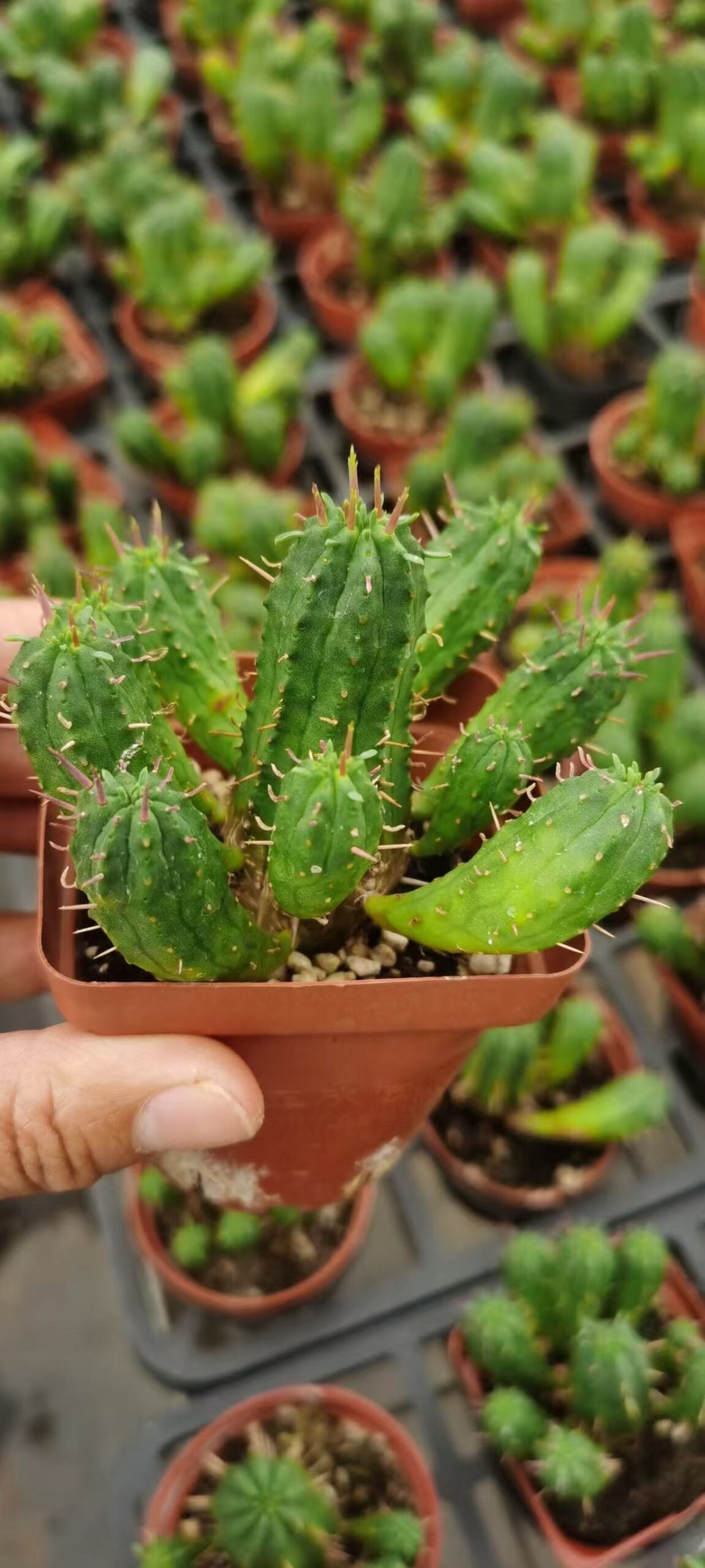 050Cactaceae20Cactus.jpg