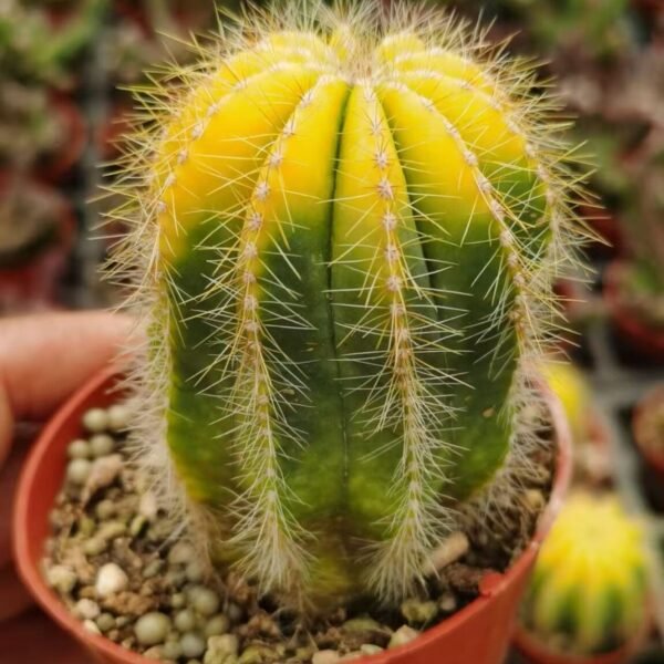 027. 051Pachycereus ‘Harumine Cristata’