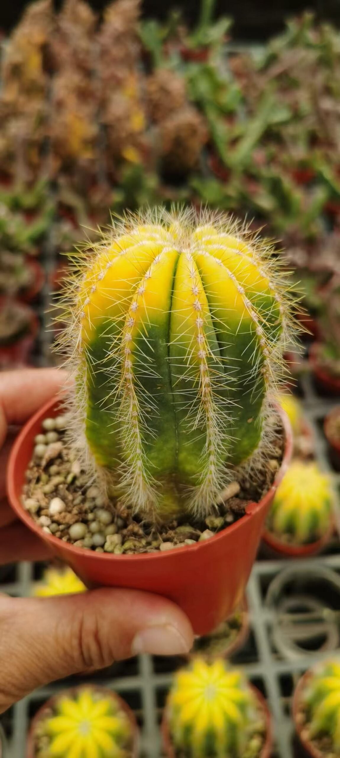 051Pachycereus20Harumine20Cristata.jpg