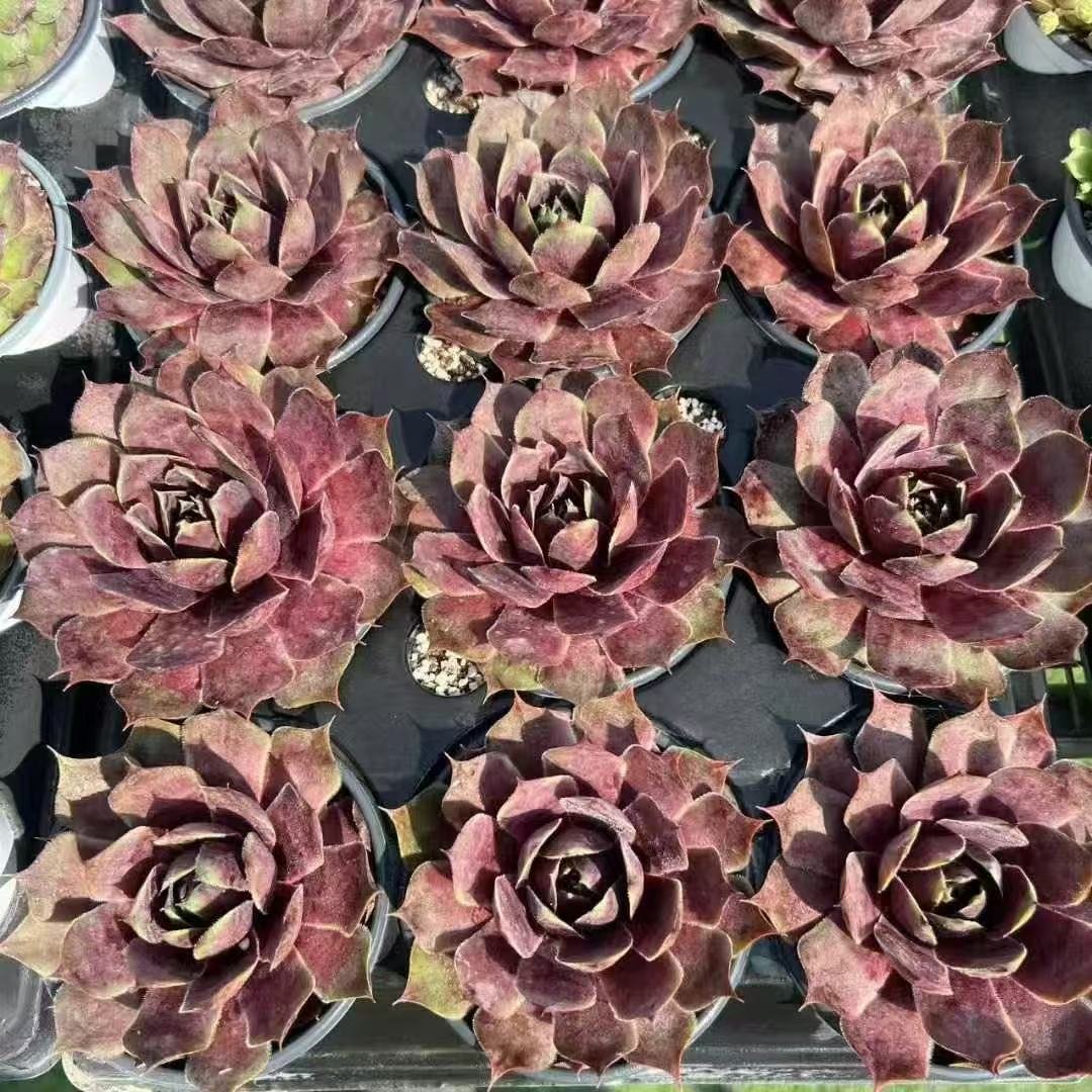 053. 051Sempervivum ‘Cosbael Noir’
