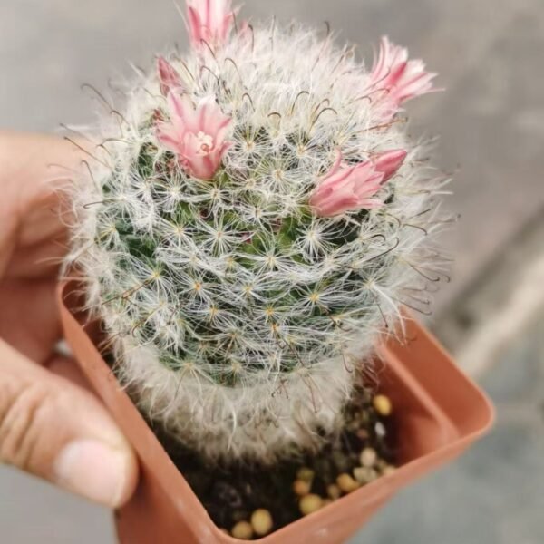 004. 052Ferocactus latispinus