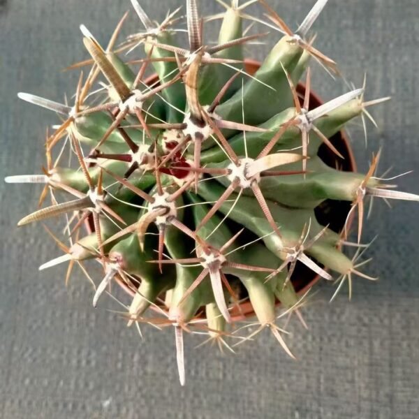 044. 053Pachycereus ‘Penghu Tree’