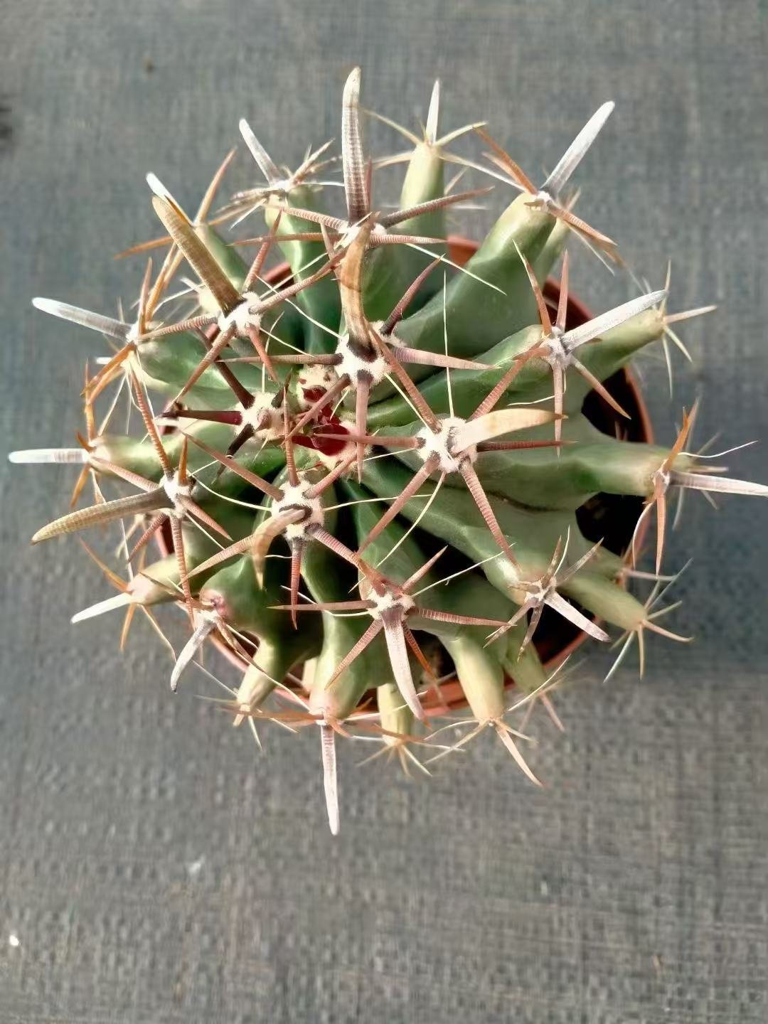 053Pachycereus20Penghu20Tree.jpg