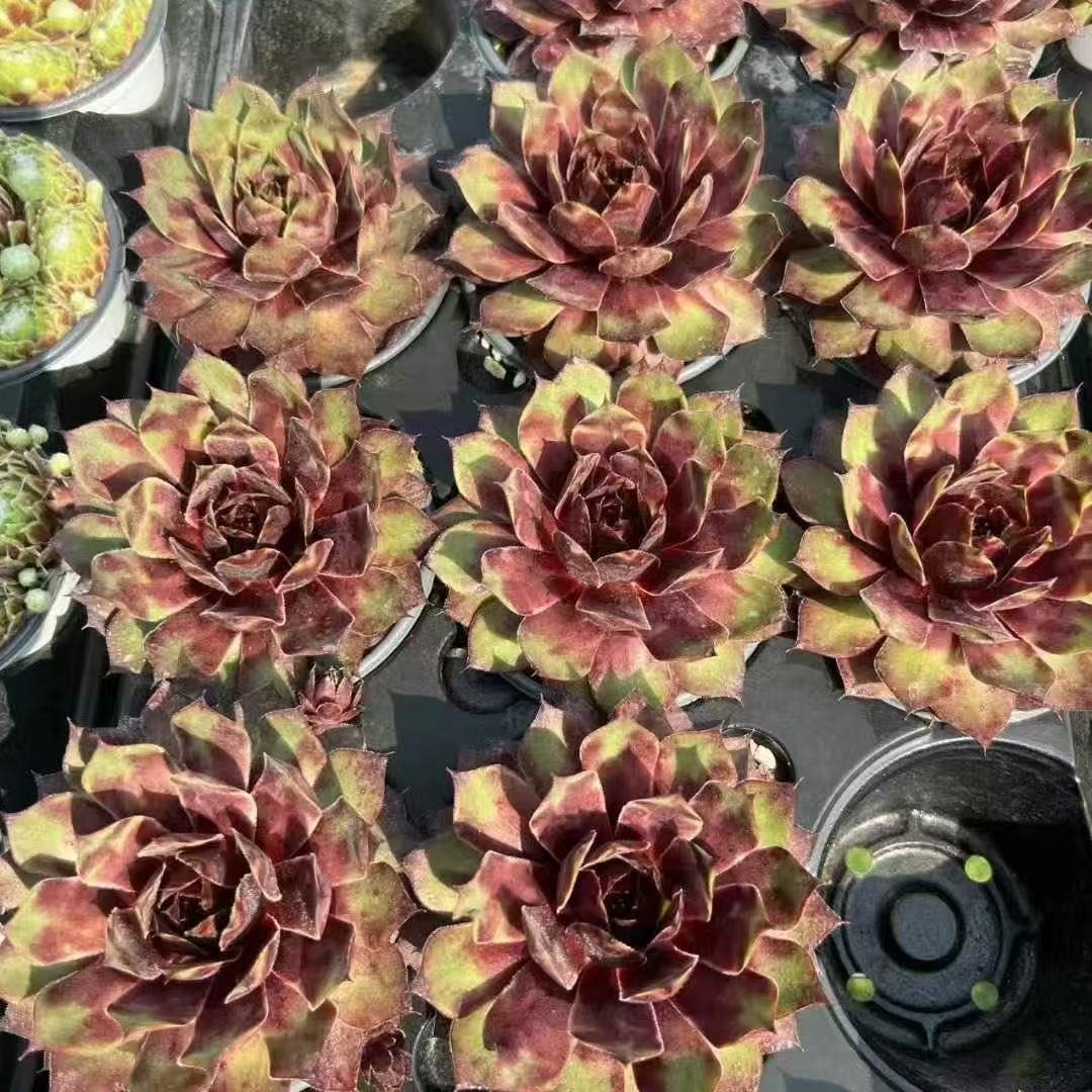 028. 053Sempervivum ‘Red Leopold’