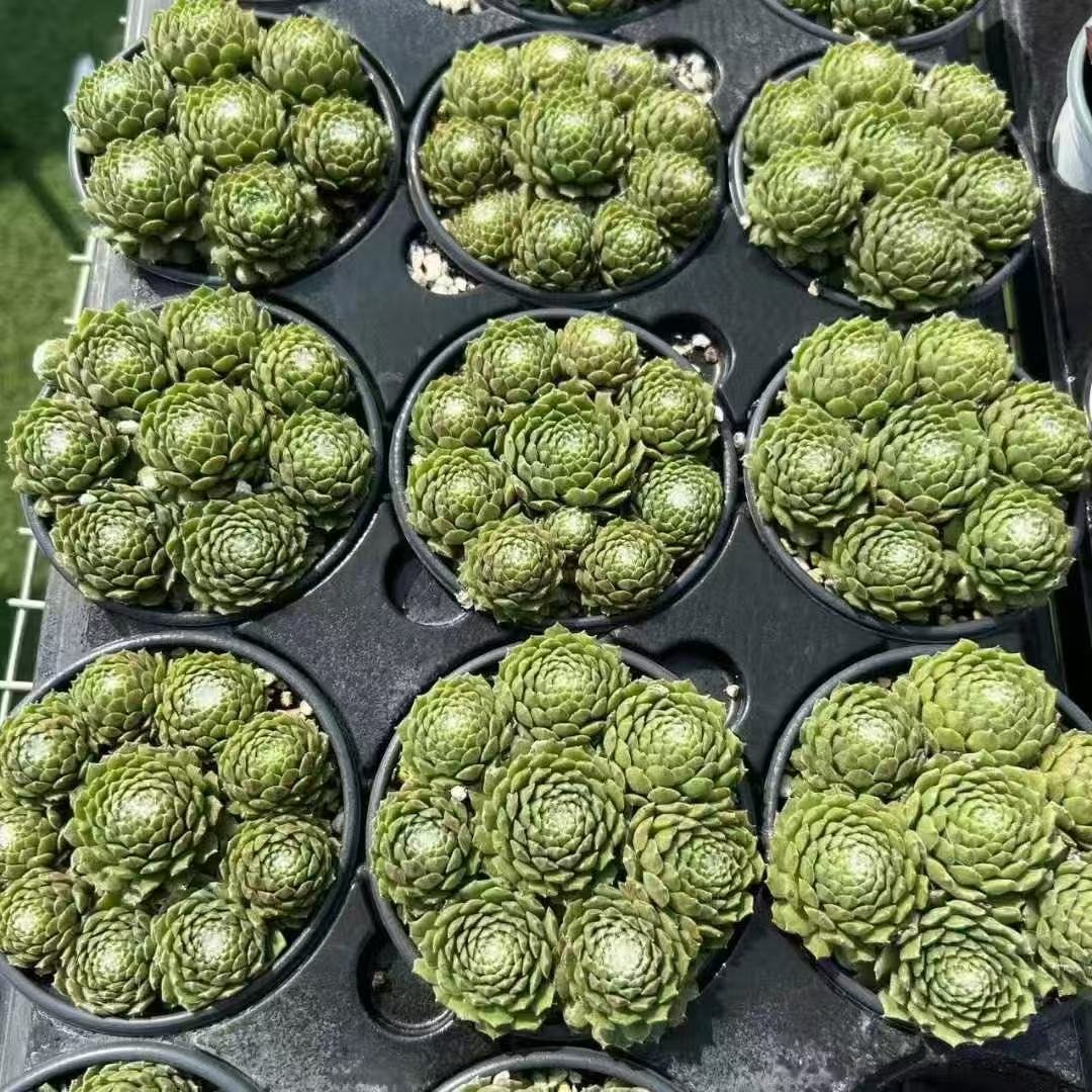 005. 054Sempervivum ‘Milk Coffee’