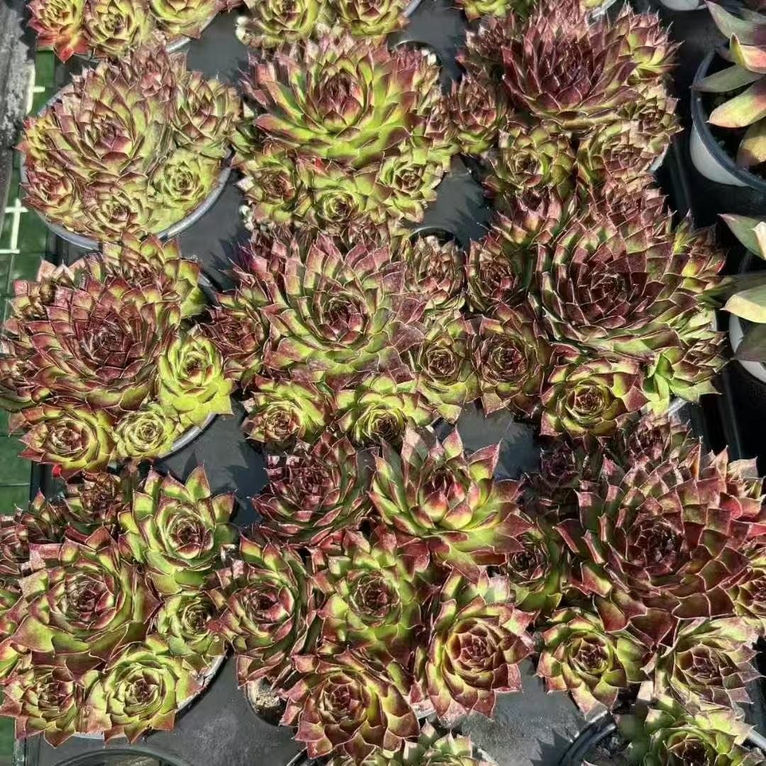 055Sempervivum20Firecracker.jpg