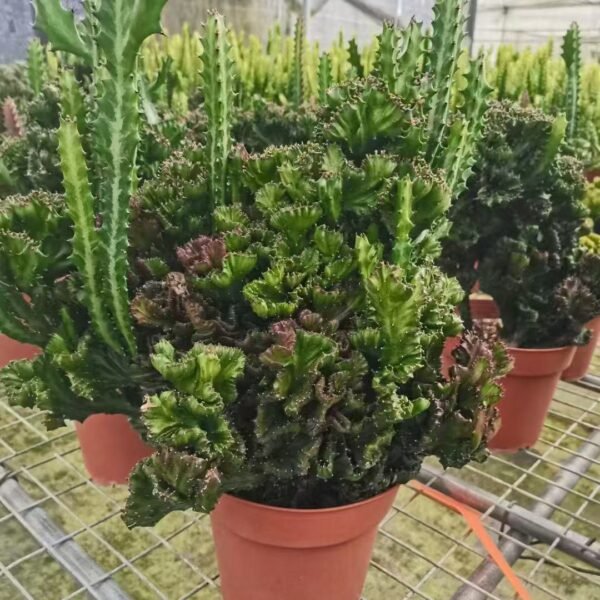 010. 055Sempervivum ‘Hot Boy’