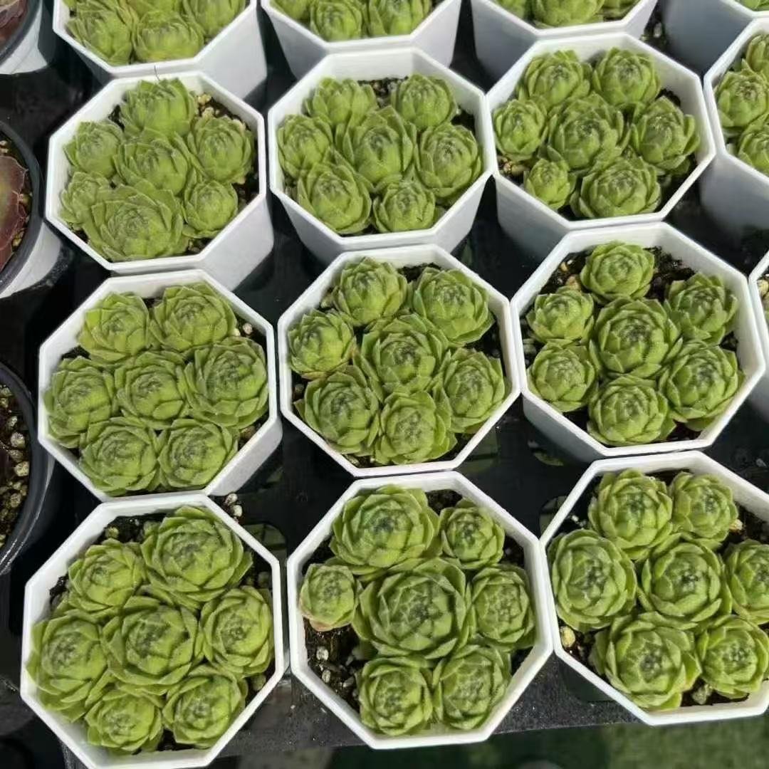 021. 056Sempervivum ‘Hot Boy’