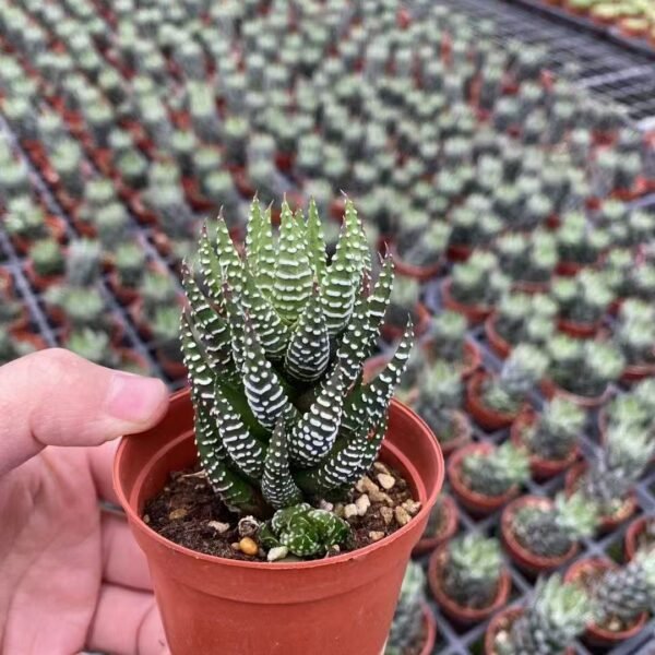 015. 057Sempervivum ‘Blue Ice’