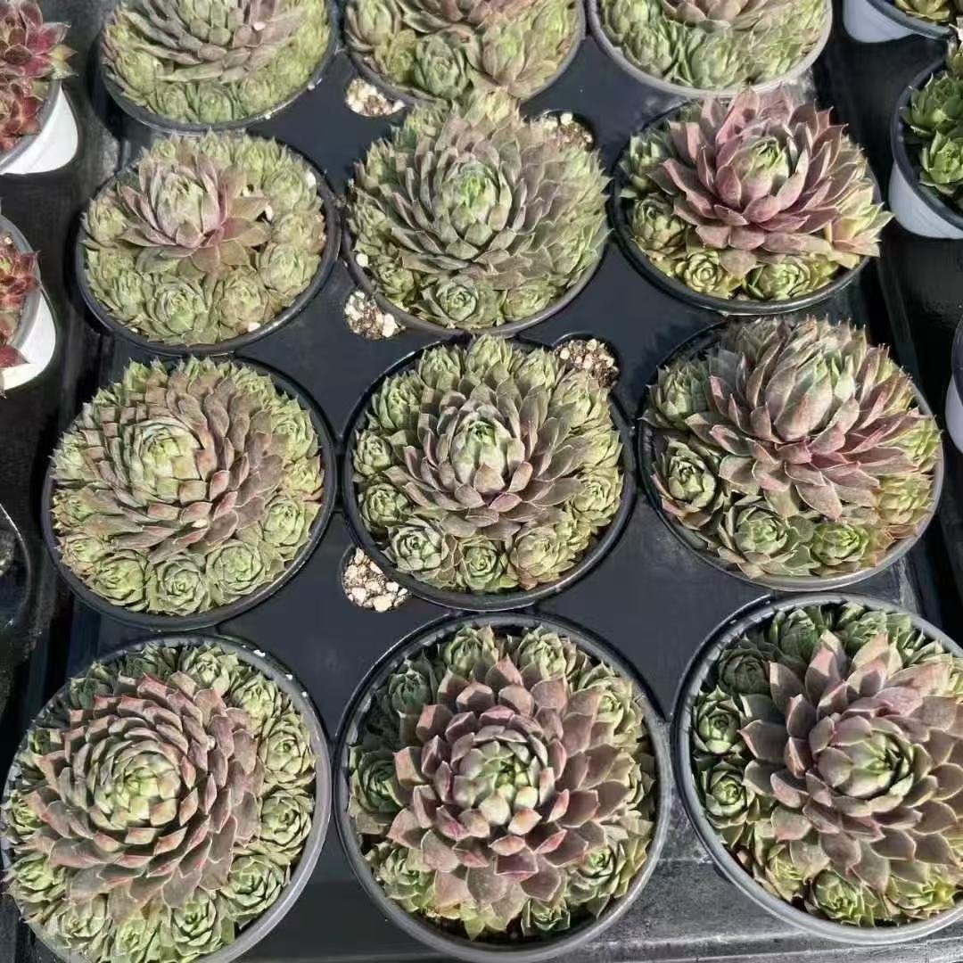020. 058Sempervivum ‘Blue Ice’