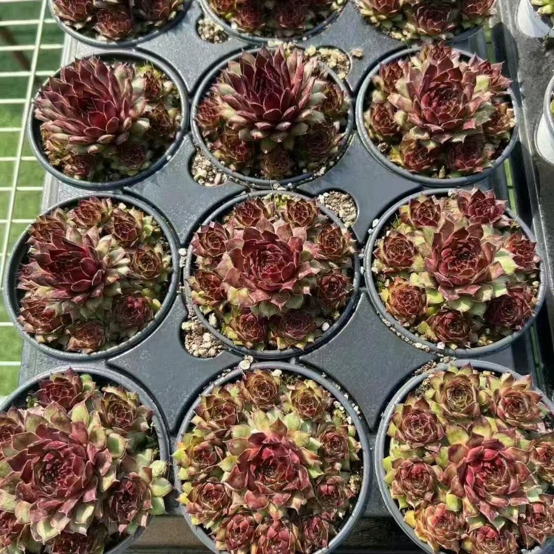 008. 059Sempervivum ‘Walnut Coffee’