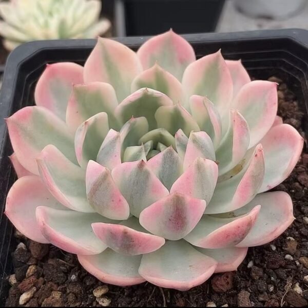 Echeveria ‘Pink Crystal Variegata’